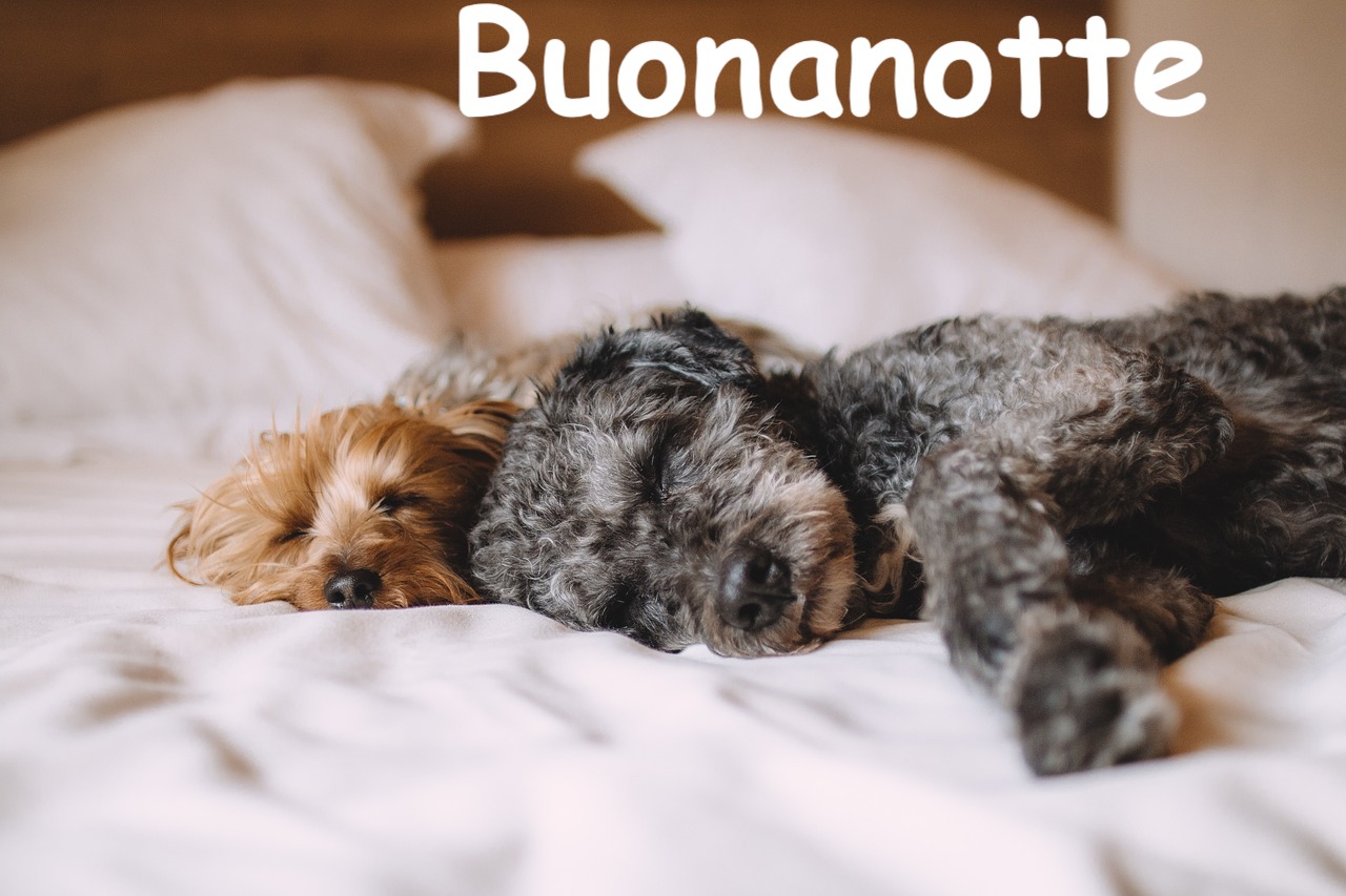 una coppia di cagnolini dorme in un soffice letto 
